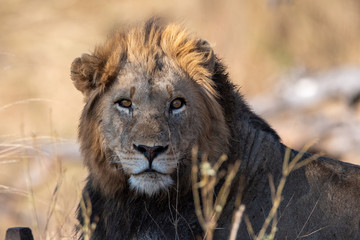 Male Lion