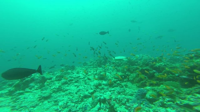DIving - Buceo - Nurkowanie