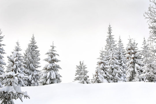 Winter landscape of fir forest in snow. Carpathian mountains