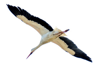 Storks on flight on a sunny winter day