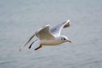 Fototapeta na wymiar A Bird Of Seagull Flying Over Ocean.