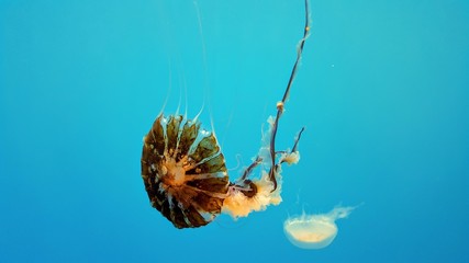 Naklejka premium Jellyfish at the maryland aquarium