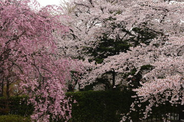 春_桜