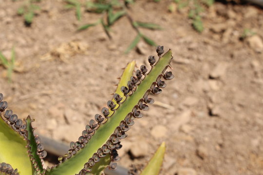 "Mother of Thousands" plant (or Mexican Hat Plant, Alligator Plant) is ready to bloom in Crete Island, Greece. Kalanchoe Daigremontiana (Syn Bryophyllum Daigremontianum) is native to Madagascar.