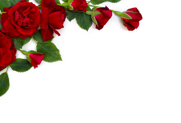 Beautiful red roses and buds on white background with space for text. Top view, flat lay