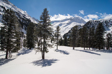 Fototapeta na wymiar Swiss pines (Pinus cembra) forest and landscape in Kaunertal, Tyrol, in the Austrian Alps.