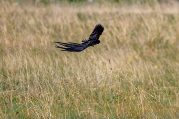 Long Tale Widow Bird in South Africa