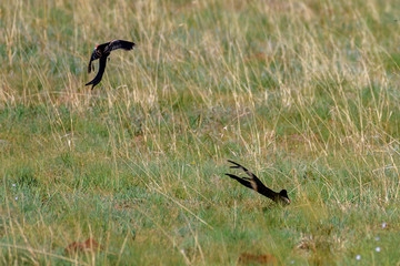 Long Tale Widow Bird in South Africa