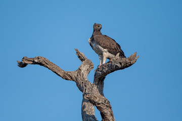 Martial Eagle