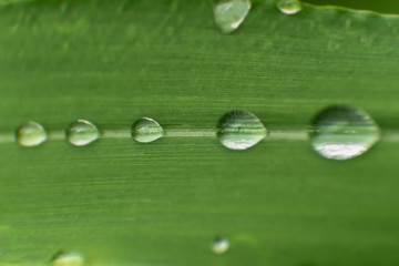 water drops on grass
