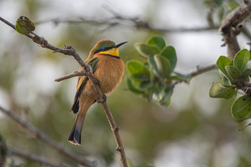 Little Bee Eater