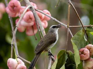 Yellow-vented Bulbul, Pycnonotus goiavier eats brush cherry tree Bali, Indonesia