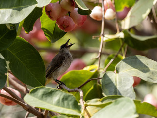 Yellow-vented Bulbul, Pycnonotus goiavier eats brush cherry tree Bali, Indonesia