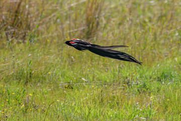 Long Tale Widow Bird in South Africa