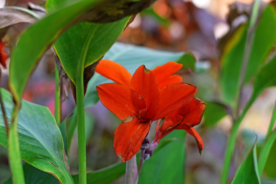 Sick Canna Lily Plant and Flower