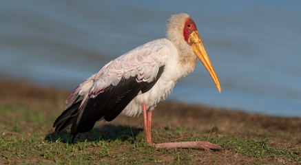 Yellow Billed Stork