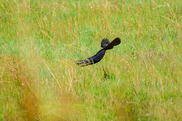Long Tale Widow Bird in South Africa