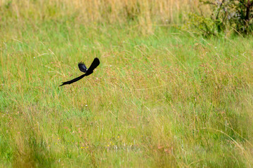 Long Tale Widow Bird in South Africa