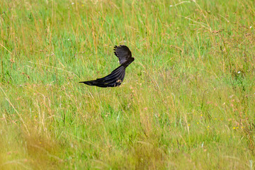 Long Tale Widow Bird in South Africa