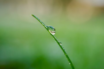 raindrop on the green grass in the nature, rainy days in autumn season, green background