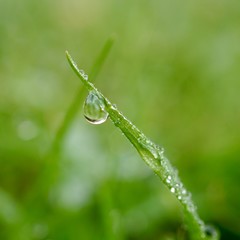 raindrop on the green grass in the nature, rainy days in autumn season, green background