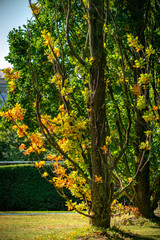 Beautiful orange coloured leaves of an oak tree in bright sunshine