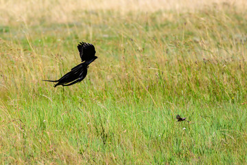Long Tale Widow Bird in South Africa