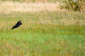 Long Tale Widow Bird in South Africa