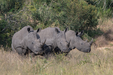 Fototapeta premium White Rhino