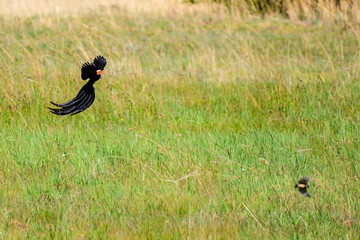 Long Tale Widow Bird 1