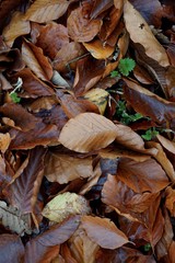 dry and brown leaves on the ground in autumn season, autumn colors in the nature