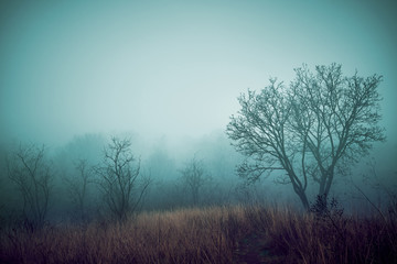 Obraz premium Artistic vintage style photo of a mystierious foggy forest