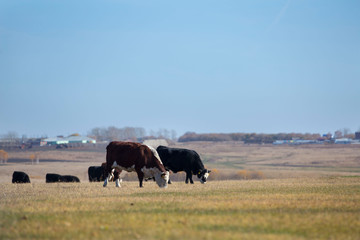 Fototapeta na wymiar cows on pasture