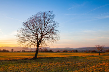 Fototapeta premium Lonely tree on the autumn field at sunset.