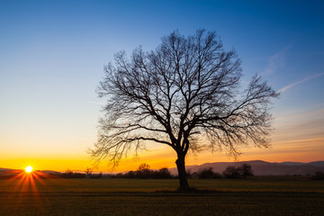 Lonely tree on the autumn field at sunset.