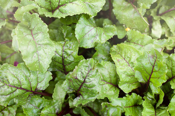 Fototapeta premium Green beet leaves with drops of water, fresh farm organic healthy food, vegetable concept