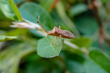 Leaf-footed bug (Homoeocerus marginellus) on a green leaf close up