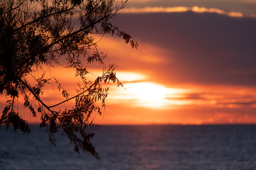 Sunset Tree