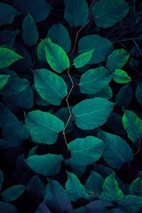 green plant leaves textured in the nature, green background