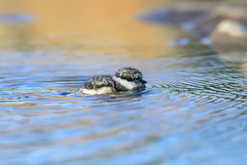 little cute chick / little gull in the wild, beautiful chick in the wild