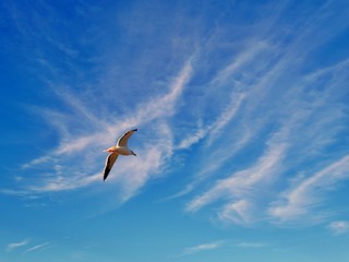 Flying Gull at a sunny summer evening