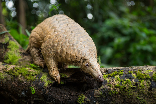 Pangolin on a tree trunk