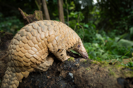 Pangolin on a tree trunk