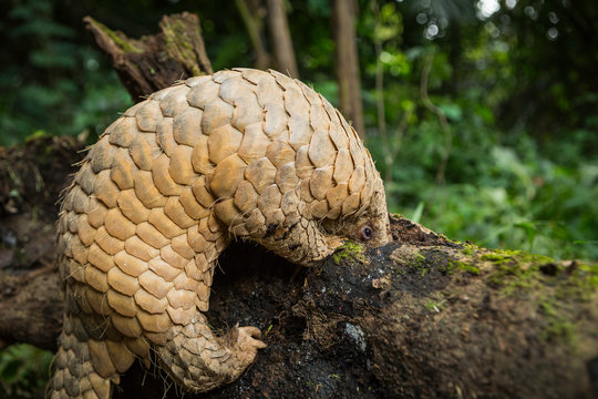 Pangolin on a tree trunk