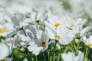 White Purity Cosmos In Garden, White Flowers
