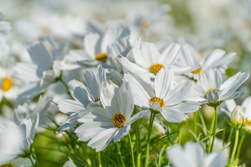 White Purity Cosmos In Garden, White Flowers
