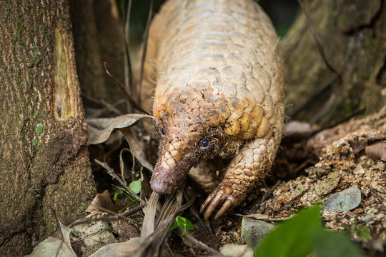 Pangolin on a tree trunk