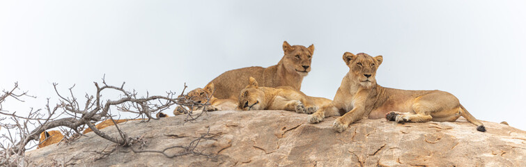 Fototapeta na wymiar Lion panorama