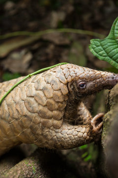 Pangolin on a tree trunk