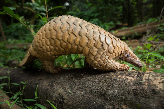 Pangolin on a tree trunk